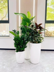 租宁波奉化盆景，享优质服务，扮靓您的生活！